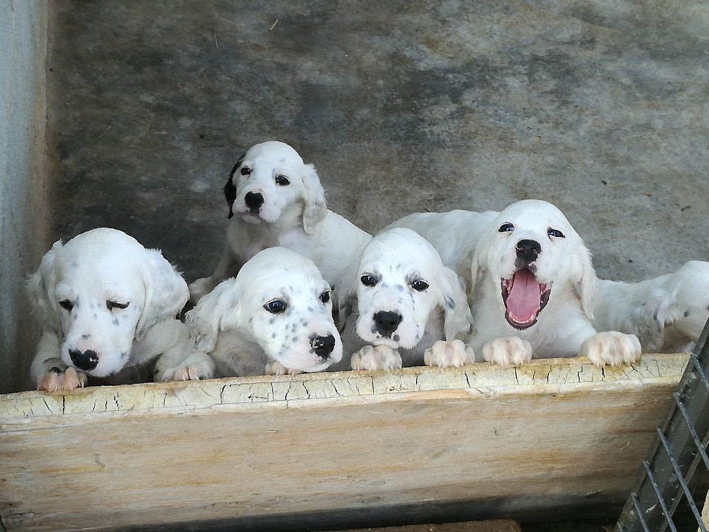 Du Mas Bécasse - Les chiots de Laika sont partis....