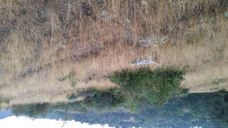 Entraînement et chasse sur cailles sauvages, faisans, perdreaux