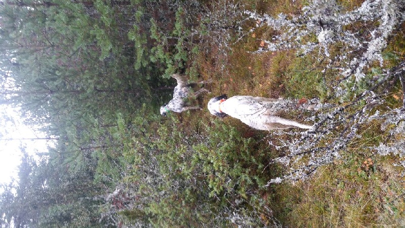 Entraînement et chasse Bécasse